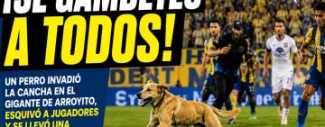 ¡Se gambeteó a todos! Un perro invadió la cancha en Central–Tigre y se llevó la ovación