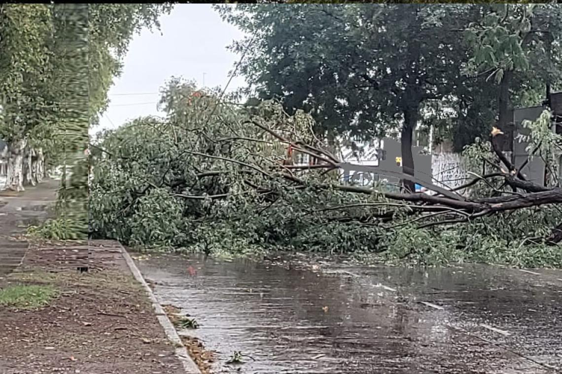Tormenta en Rosario: árboles caídos, calles anegadas y familias afectadas por las fuertes ráfagas