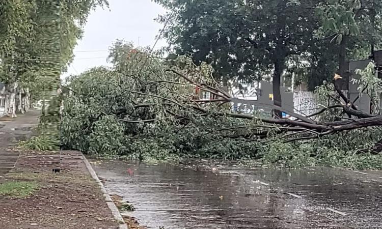 Tormenta en Rosario: árboles caídos, calles anegadas y familias afectadas por las fuertes ráfagas