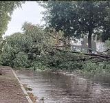 Tormenta en Rosario: árboles caídos, calles anegadas y familias afectadas por las fuertes ráfagas