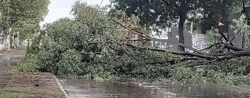 Tormenta en Rosario: árboles caídos, calles anegadas y familias afectadas por las fuertes ráfagas
