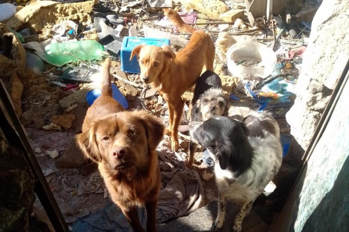 Rescataron cinco perros en mal estado y abandonados a la intemperie en Rosario