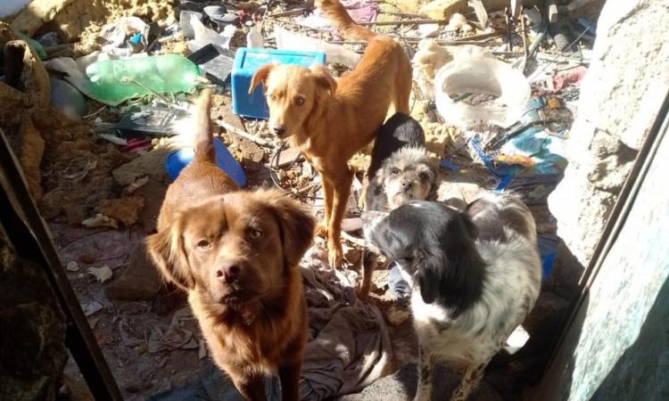 Rescataron cinco perros en mal estado y abandonados a la intemperie en Rosario