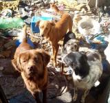 Rescataron cinco perros en mal estado y abandonados a la intemperie en Rosario
