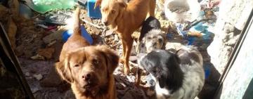 Rescataron cinco perros en mal estado y abandonados a la intemperie en Rosario