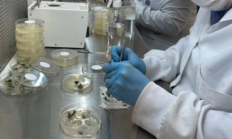 El Gobierno refuerza la protección de semillas y proyecta exportaciones por más de US$4.000 millones adicionales al año