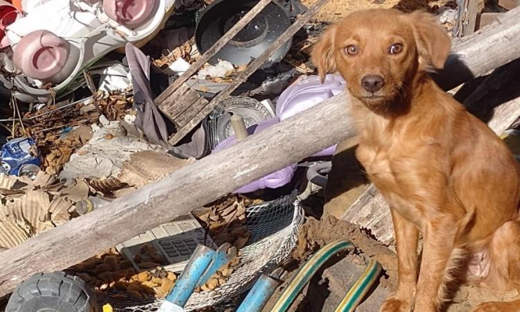 Rosario intervino en 740 casos de maltrato animal durante 2026