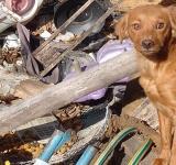 Rosario intervino en 740 casos de maltrato animal durante 2026