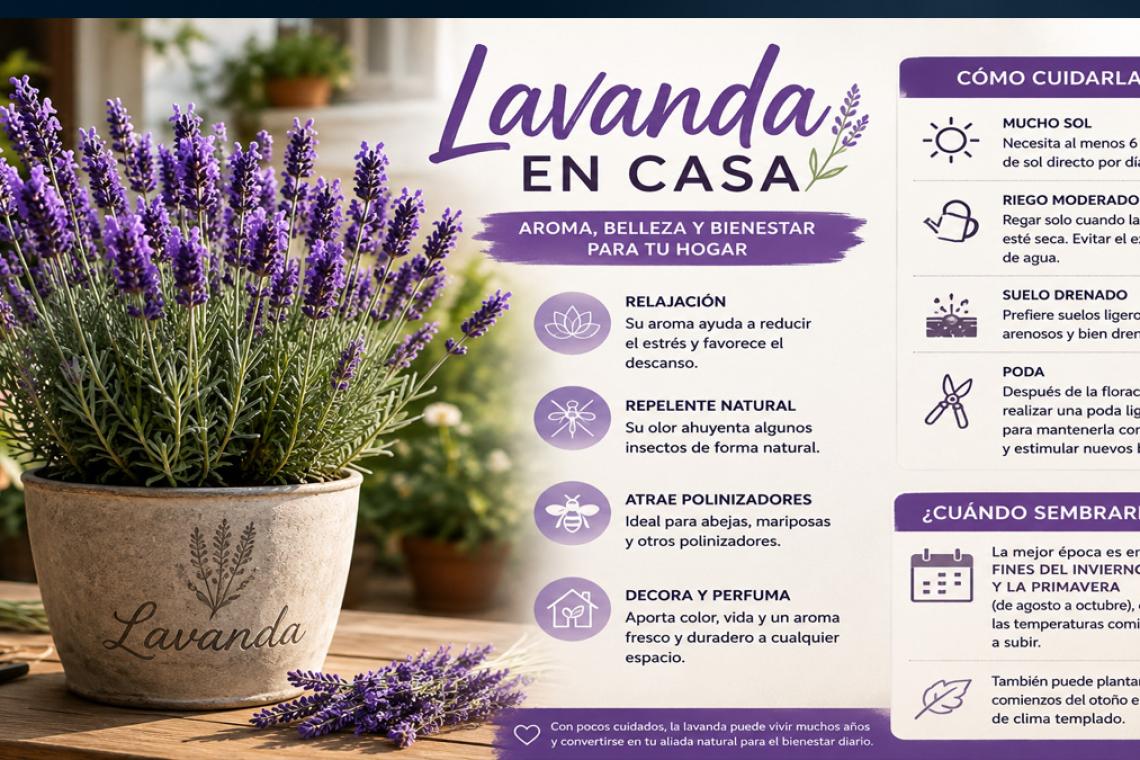 Lavanda en casa: la planta que perfuma, relaja y ayuda a cuidar el hogar