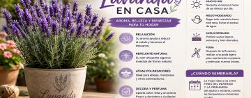 Lavanda en casa: la planta que perfuma, relaja y ayuda a cuidar el hogar
