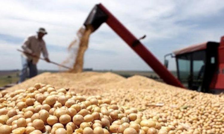 Cosecha récord, pero ingresaron menos dólares del campo