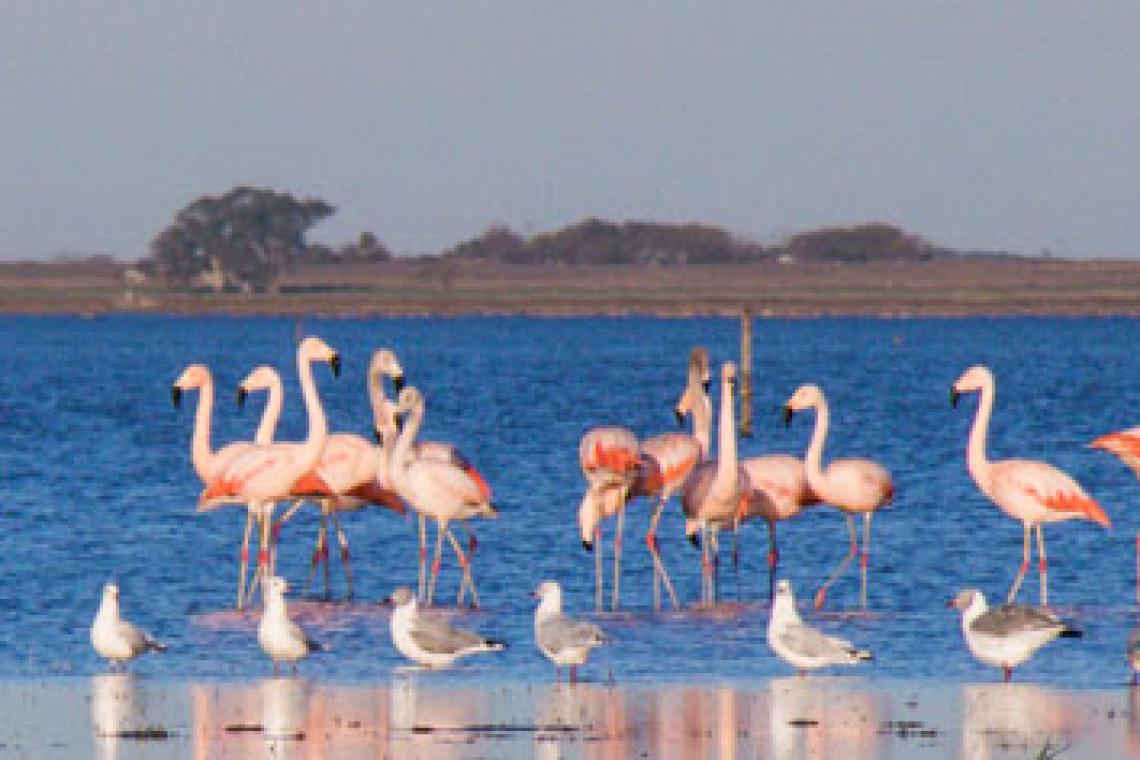 La ruta de los flamencos: un espectáculo natural que invita a recorrer Santa Fe