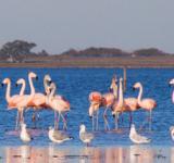 La ruta de los flamencos: un espectáculo natural que invita a recorrer Santa Fe