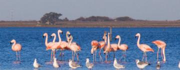 La ruta de los flamencos: un espectáculo natural que invita a recorrer Santa Fe