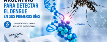 Ciencia rosarina contra el dengue: desarrollan un test rápido y económico para detectarlo temprano