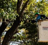 Rosario intensifica el mantenimiento del arbolado público en seis barrios