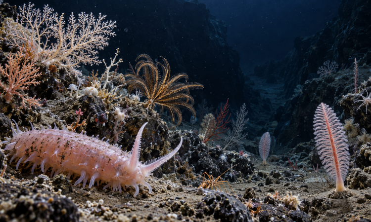 Identificaron 57 nuevas especies marinas tras la expedición al cañón de Mar del Plata