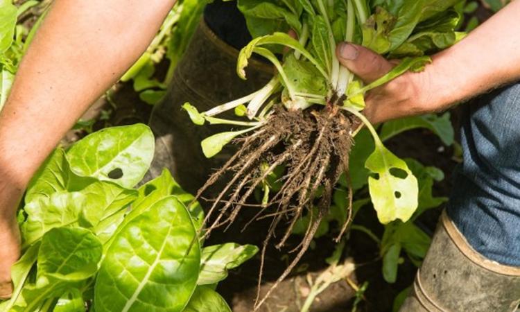 Rosario ofrece talleres gratuitos para crear huertas y sumar verde en casa