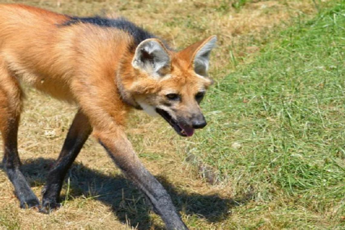Aguará guazú: una especie emblemática de Santa Fe amenazada por la pérdida de hábitat