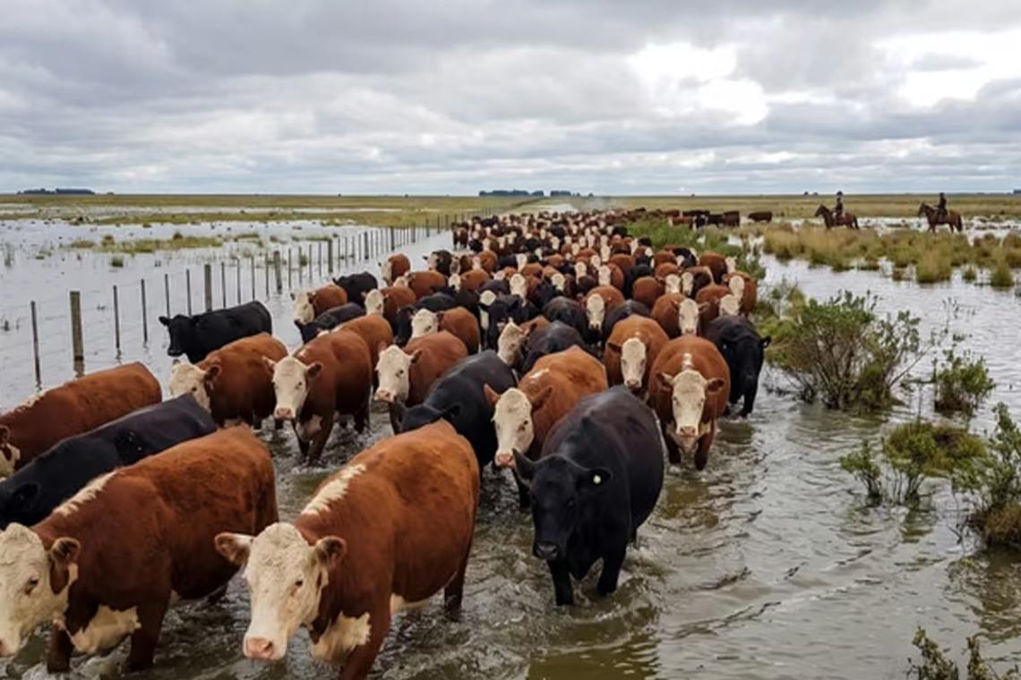 Murió un productor de 70 años mientras trasladaba ganado en una zona inundada de Santa Fe