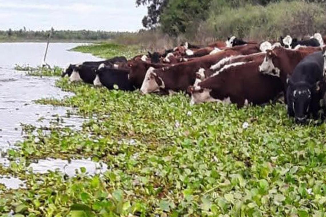 El Niño: Santa Fe evacuó más del 70 % de la hacienda expuesta en las islas