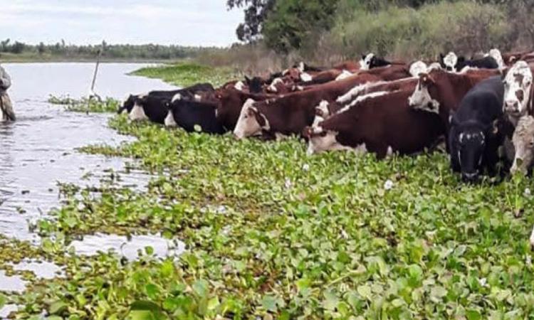 El Niño: Santa Fe evacuó más del 70 % de la hacienda expuesta en las islas